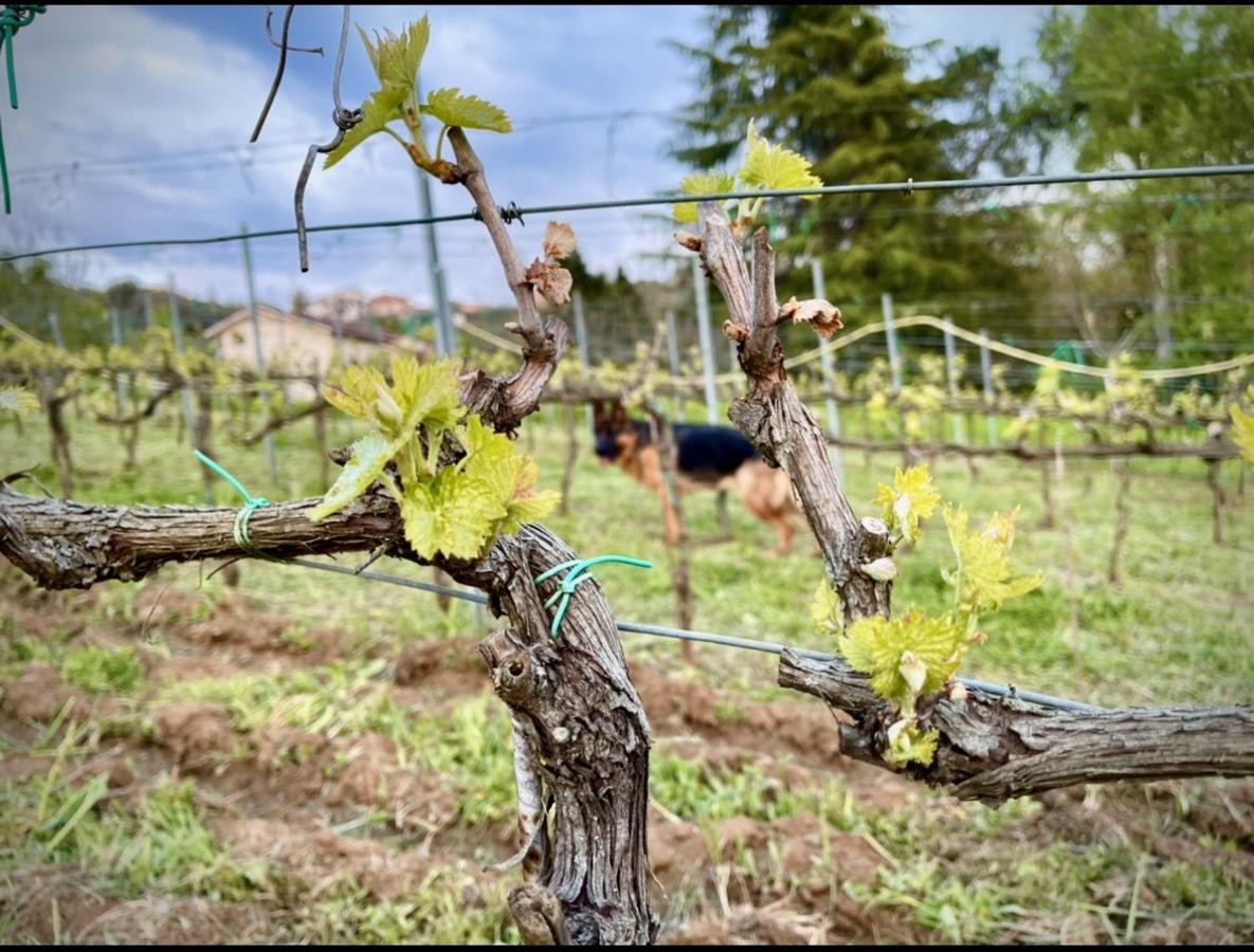 Donna Vittori - Borgo Agricolo Aparthotel Paliano Eksteriør bilde